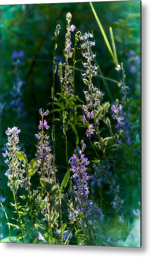 Flowers Metal Print featuring the photograph Early Morning2 by Loni Collins