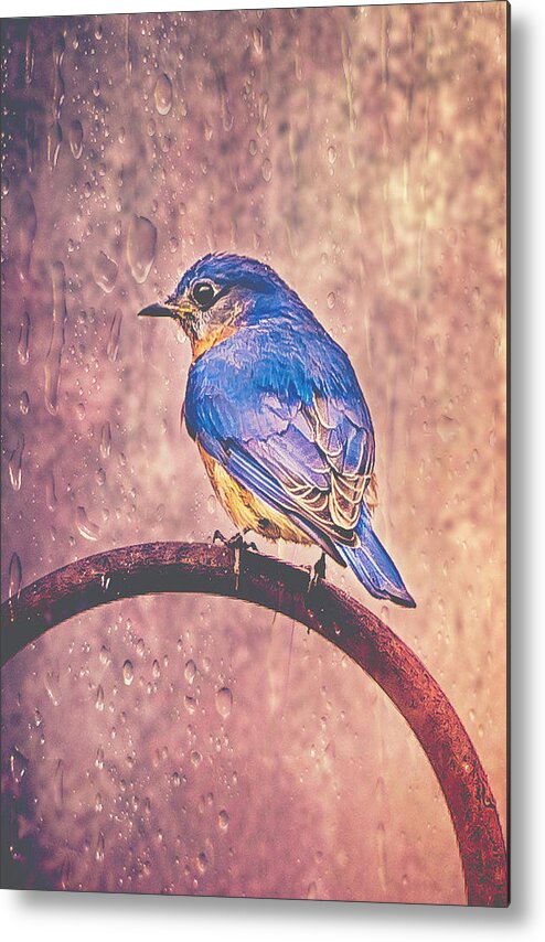 Birds Metal Print featuring the photograph Eastern Bluebird In The Rain by Cynthia Wolfe