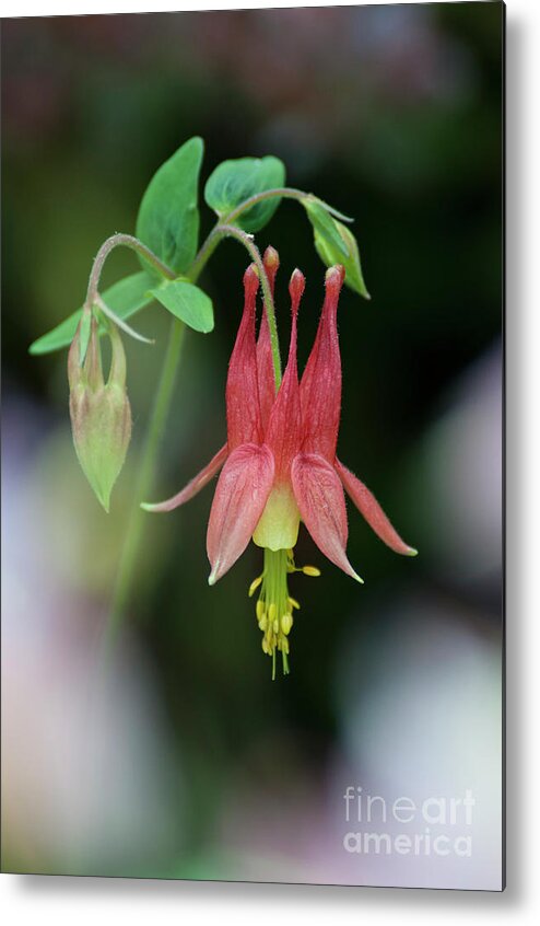 Columbine Metal Print featuring the photograph Eastern Red Columbine - D010104 by Daniel Dempster