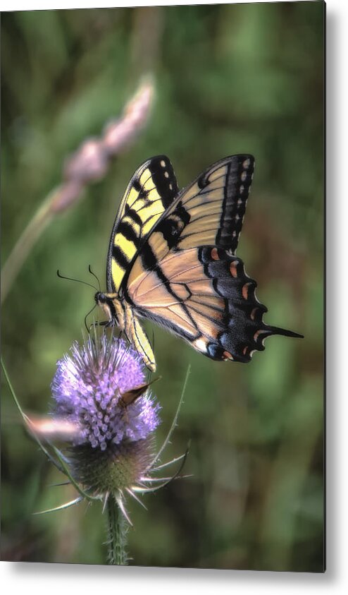 Eastern Tiger Swallowtail Metal Print featuring the photograph Eastern Tiger Swallowtail by Michael Demagall