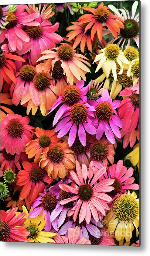 Echinacea Cheyenne Spirit Metal Print featuring the photograph Echinacea Colour by Tim Gainey
