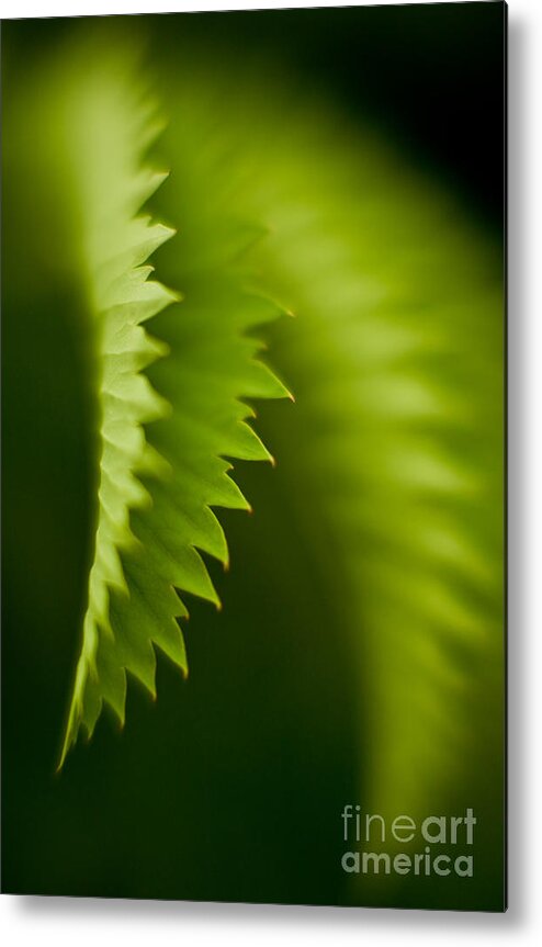 Tropical Plant Metal Print featuring the photograph Edges by Mike Reid