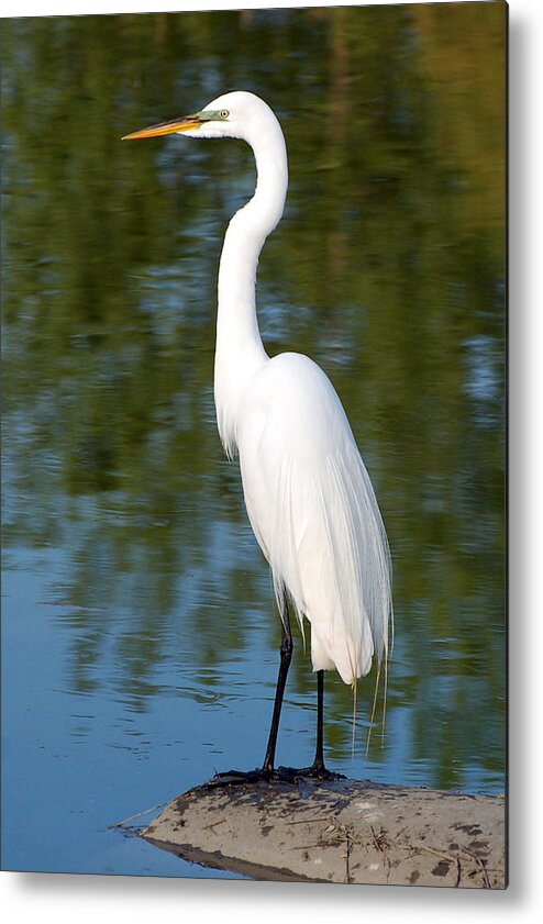 Egret Metal Print featuring the photograph Egret Standing by Kathleen Stephens