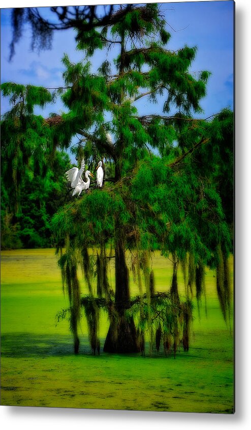 Birds Metal Print featuring the photograph Egret Tree by Harry Spitz