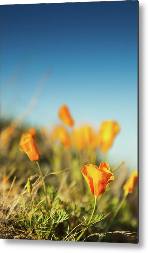California Poppy Metal Print featuring the photograph El Paso Poppies by SR Green