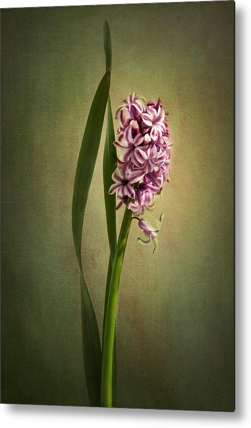 Hyacinth Flower Metal Print featuring the photograph Elegance by Marina Kojukhova