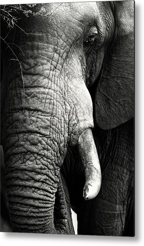 Elephant Metal Print featuring the photograph Elephant close-up portrait by Johan Swanepoel