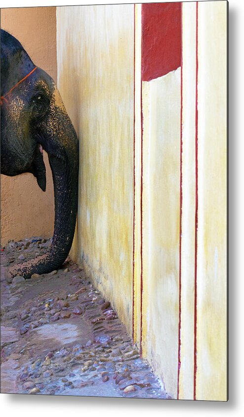 Minimalism Metal Print featuring the photograph Elephants Trunk by Prakash Ghai