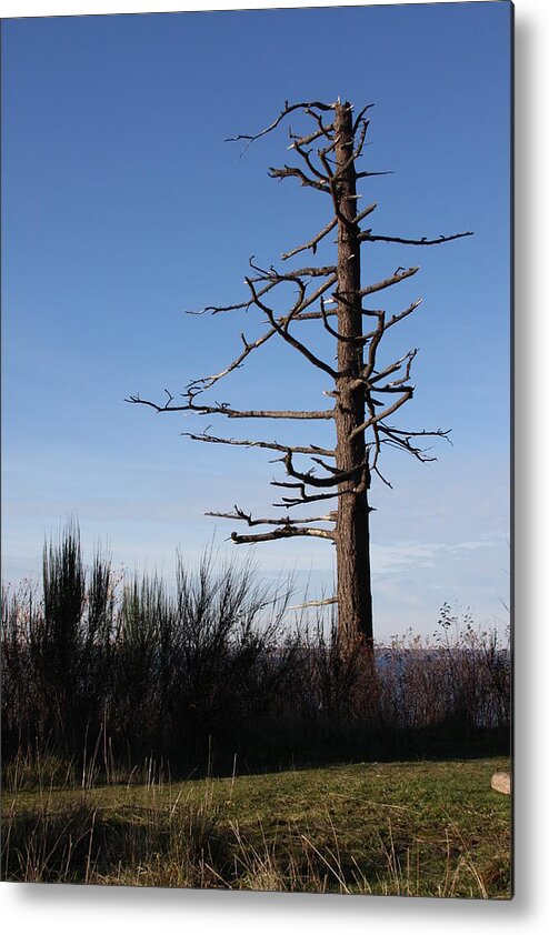 Tree Metal Print featuring the photograph Embracing the Open Sky by Michael Lee