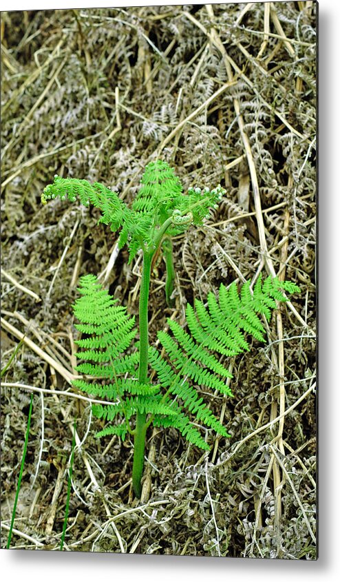 Europe Metal Print featuring the photograph Emerging Fronds of Bracken by Rod Johnson