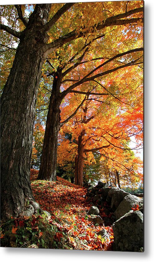 Photography Metal Print featuring the photograph Emery Farm Trees Fall Foliage by Brett Pelletier