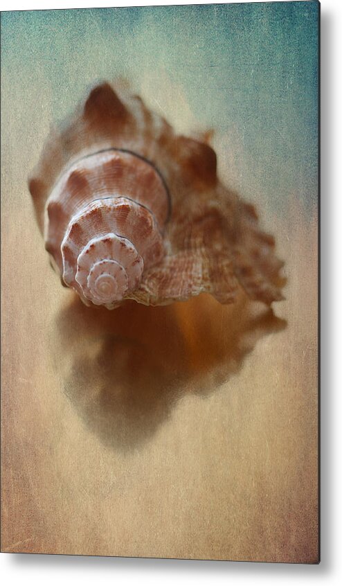 Shell Metal Print featuring the photograph Empty Nest by Maggie Terlecki