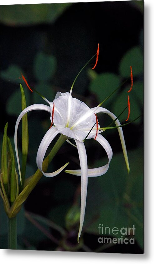 Spider Lily Metal Print featuring the photograph En Pointe by Byron Varvarigos