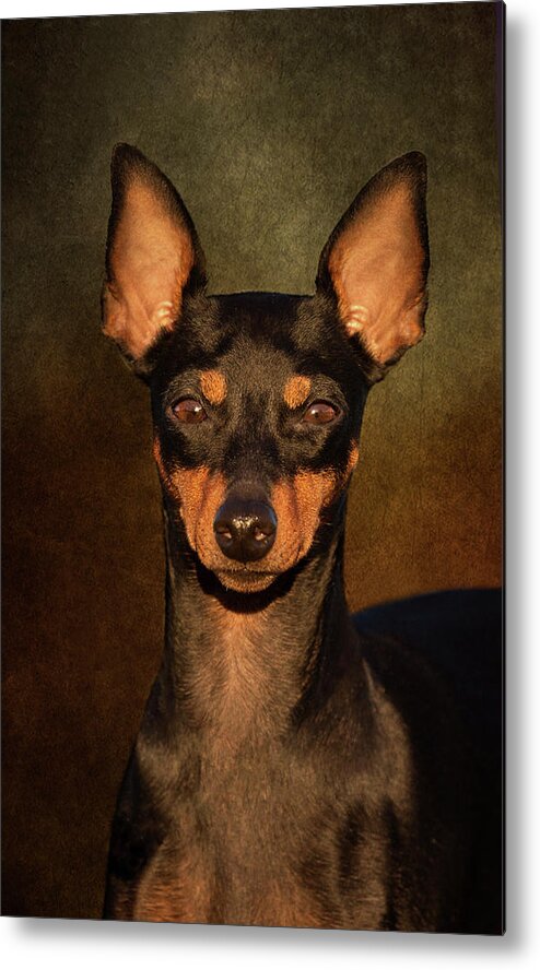 English Toy Terrier Metal Print featuring the photograph English Toy Terrier by Diana Andersen