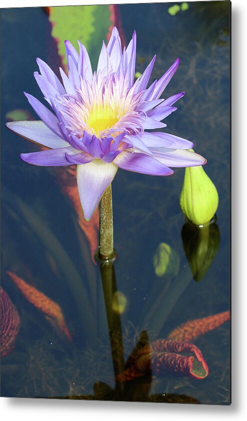 Pond Metal Print featuring the photograph Essence of the Water Lily by Mary Anne Delgado