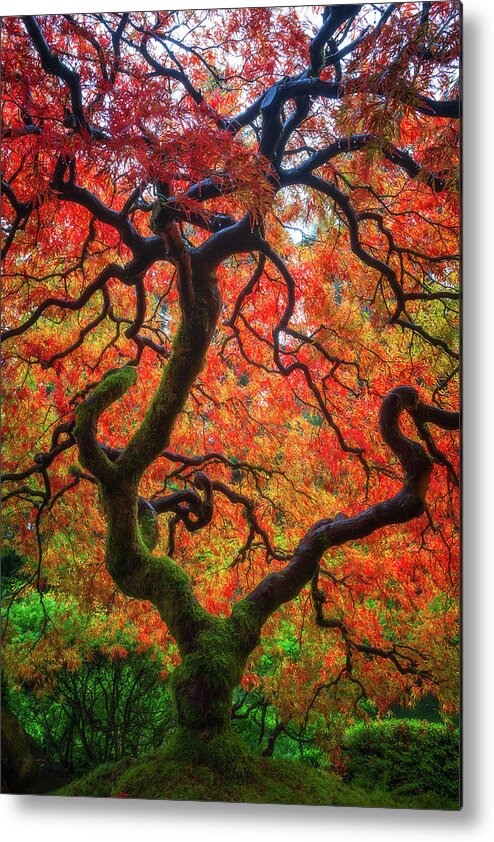 Trees Metal Print featuring the photograph Ethereal Tree Alive by Darren White