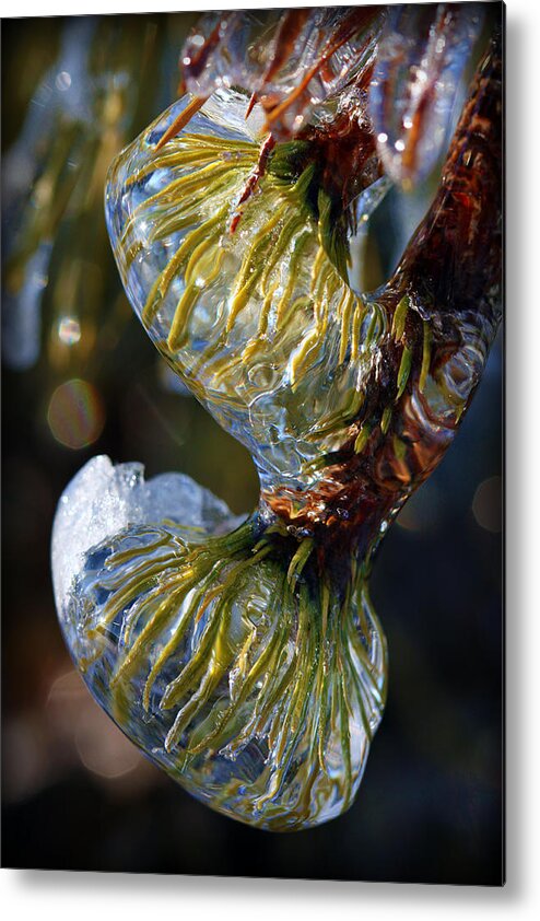 Evergreen Metal Print featuring the photograph Ever Frozen Green by Susie Weaver