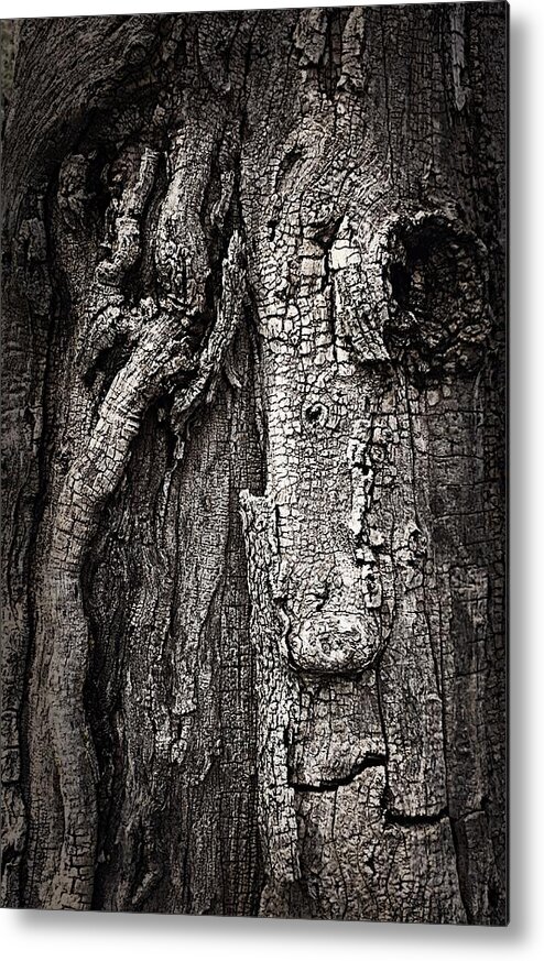  Metal Print featuring the photograph Face in a tree by JoAnn Lense