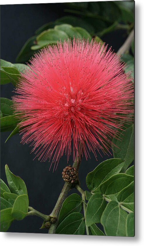 Fairy Duster Metal Print featuring the photograph Fairy Duster by Tammy Pool