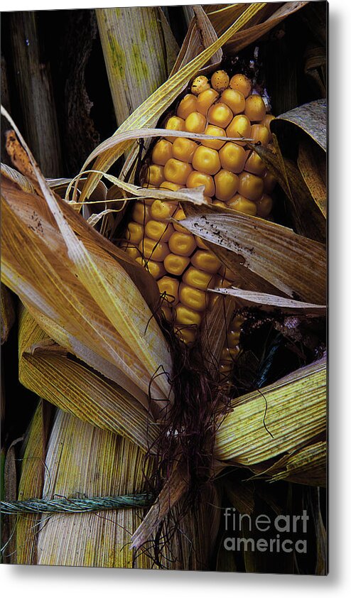 Fall Corn Metal Print featuring the photograph Fall Is Here by Michael Eingle