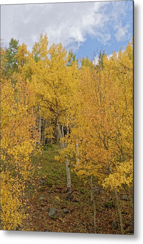 Leaves Metal Print featuring the photograph Fall Leaves by Richard Keer