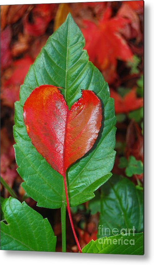 Heart Metal Print featuring the photograph Fall's Vibrant Contrast by Debra Thompson