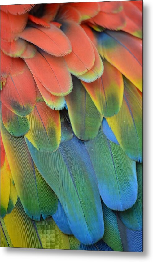 Scarlet Metal Print featuring the photograph Feathers by Richard Bryce and Family