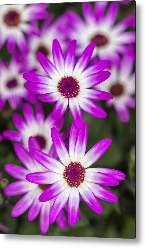 Floral Metal Print featuring the photograph Feeling Happy by Jeff Abrahamson