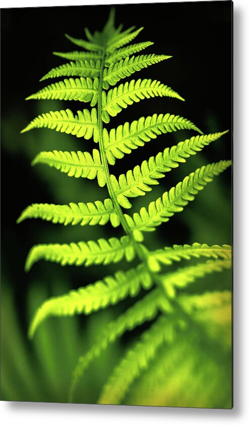 Color Metal Print featuring the photograph Fern Leaf by Robert FERD Frank