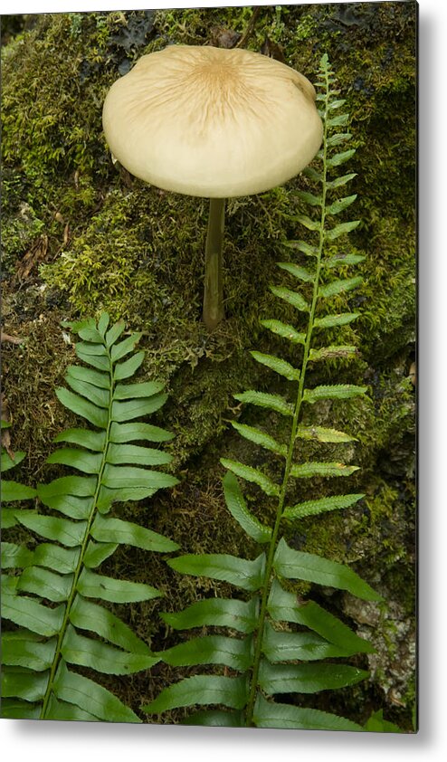 Kelly River Wilderness Metal Print featuring the photograph Ferns And Mushroom by Irwin Barrett