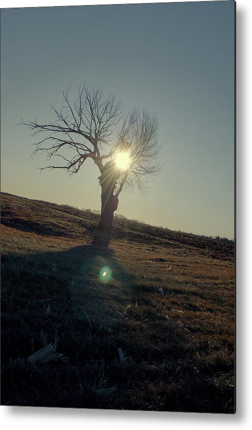 Tree Metal Print featuring the photograph Field and Tree by Troy Stapek