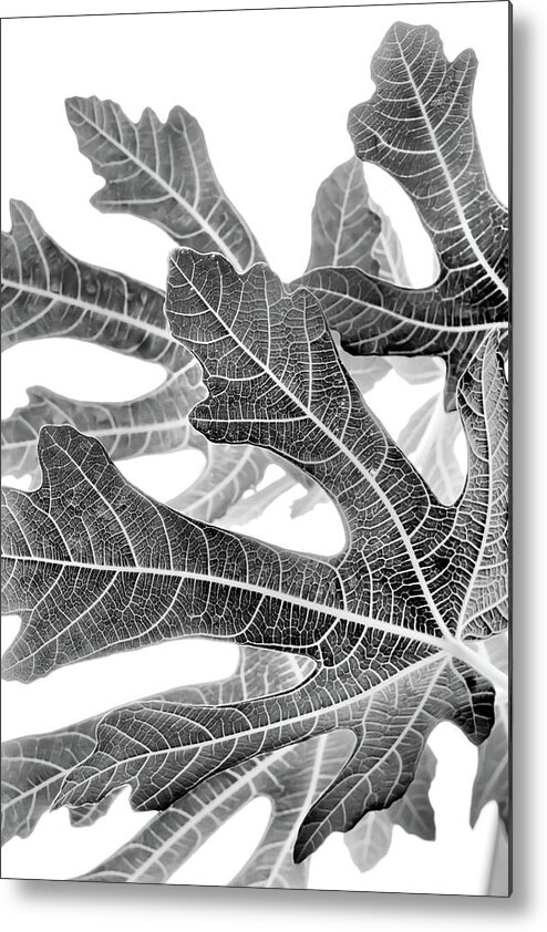 Fig Metal Print featuring the photograph Fig Leaf Abstract by Cate Franklyn