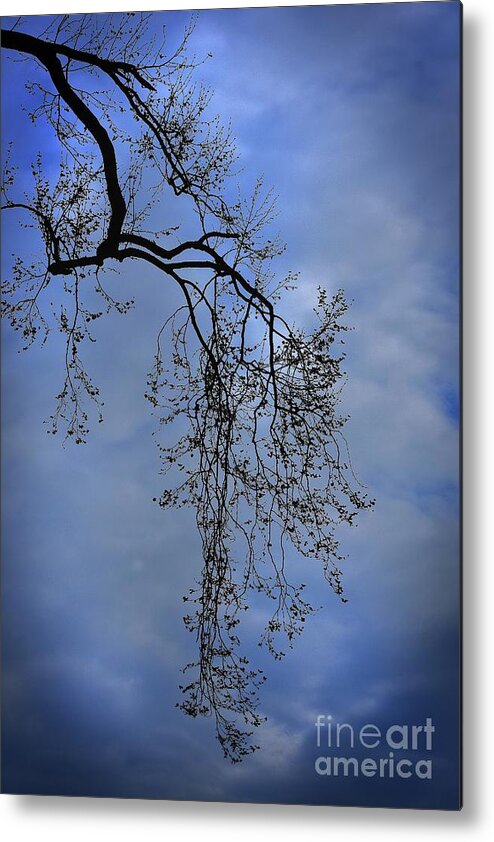Nature Metal Print featuring the photograph Filigree From On High by Skip Willits