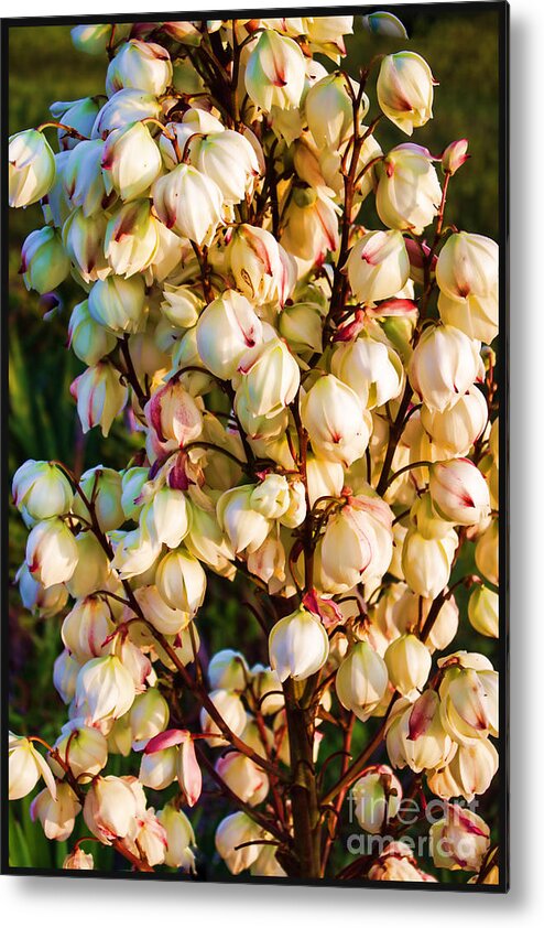 Plant Metal Print featuring the photograph Filled with Joy Floral Bunch by Roberta Byram