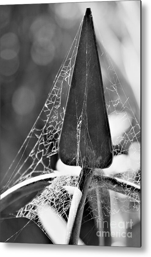 Photograph Metal Print featuring the photograph Finial And Webs by Tracey Lee Cassin