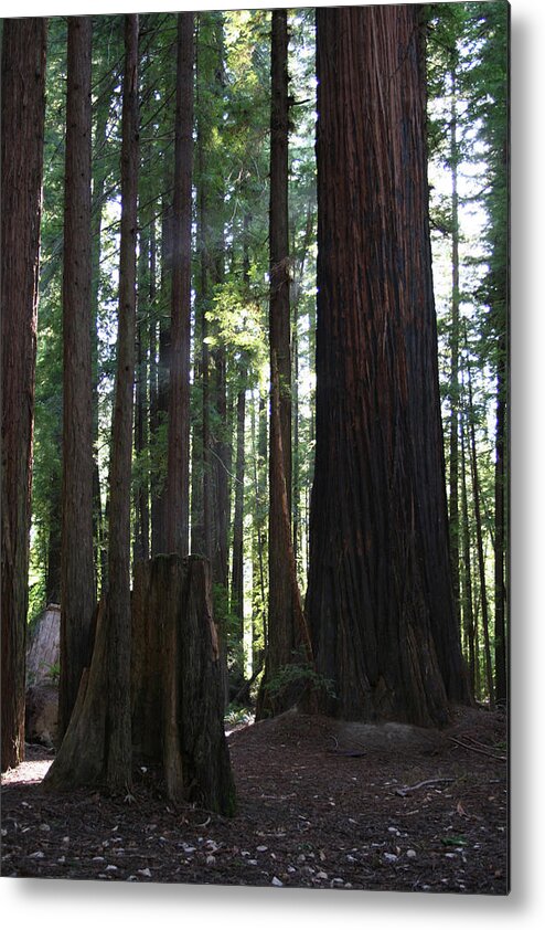 Firemark Redwoods Metal Print featuring the photograph Firemark Redwoods by Dylan Punke