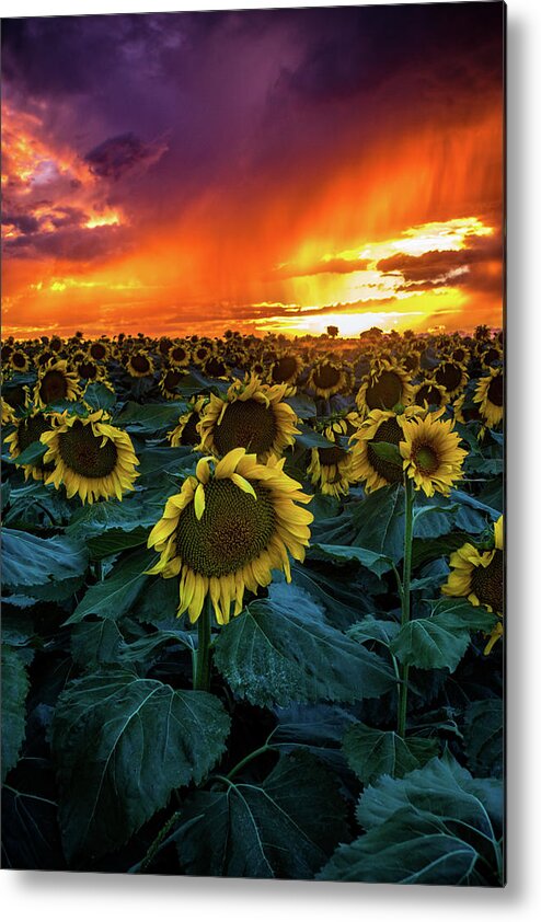 Aster Metal Print featuring the photograph Fires Of Summer by John De Bord