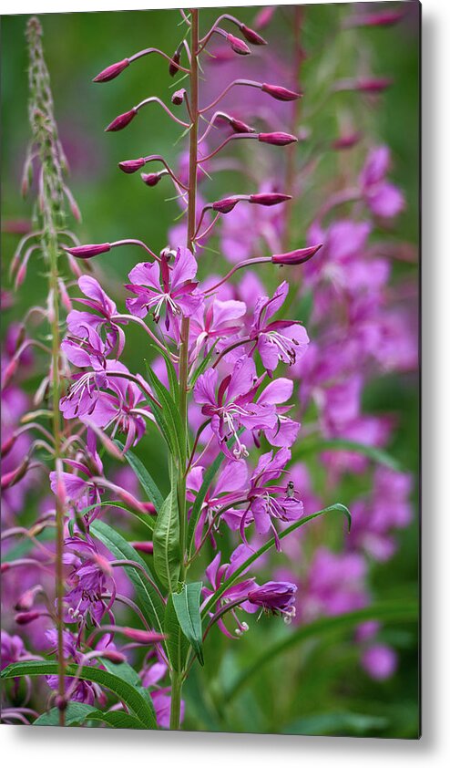 Finland Metal Print featuring the photograph Fireweed 4 by Jouko Lehto