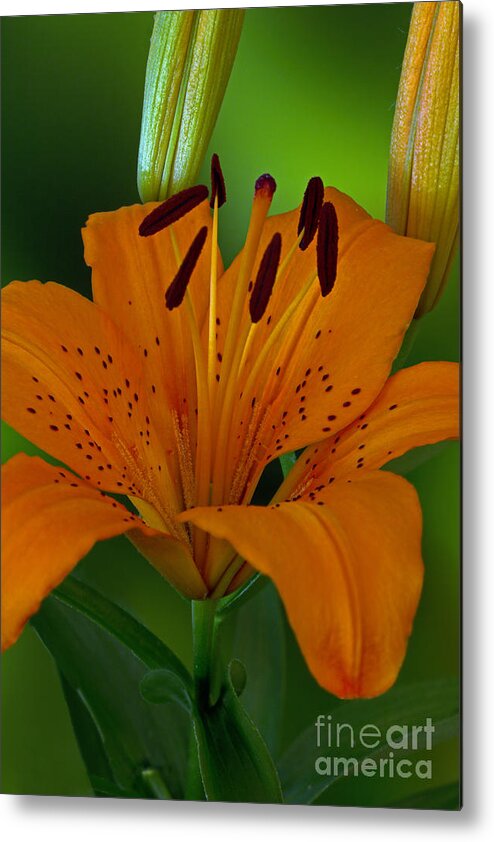 Flower Metal Print featuring the photograph First Orange Bloom by Robert Pilkington