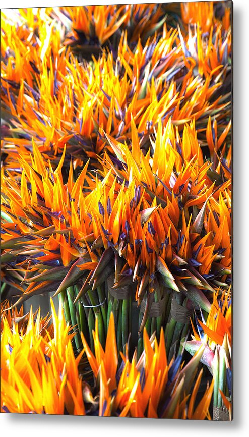 Birds Of Paradise Metal Print featuring the photograph Flamin' Birds by John Bartosik