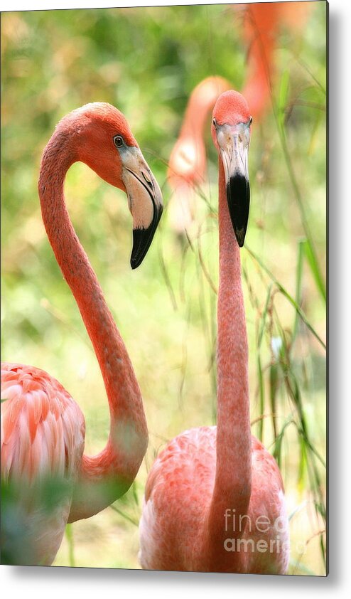 Pair Metal Print featuring the photograph Flamingo Pair by Angela Rath