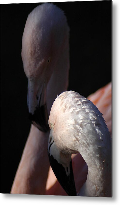 Pair Metal Print featuring the photograph Flamingo Study - 1 by DArcy Evans