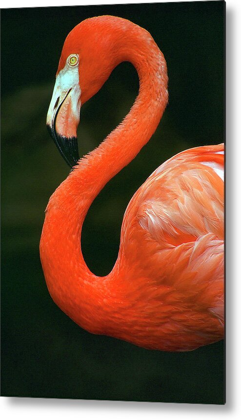 Flamingo Metal Print featuring the photograph Flamingo by Ted Keller