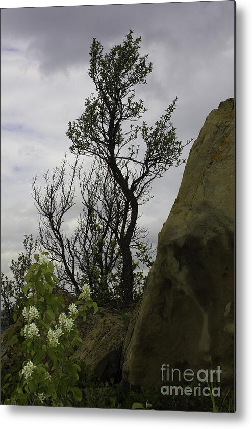 New Florals Metal Print featuring the photograph Flora and Tree by Donna L Munro