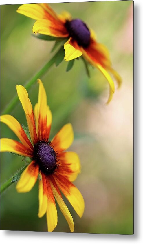 Black-eyed Susan Metal Print featuring the photograph Floral pair by Vanessa Thomas