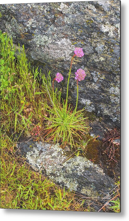 Oregon Coast Metal Print featuring the photograph Flower And Rock by Tom Singleton