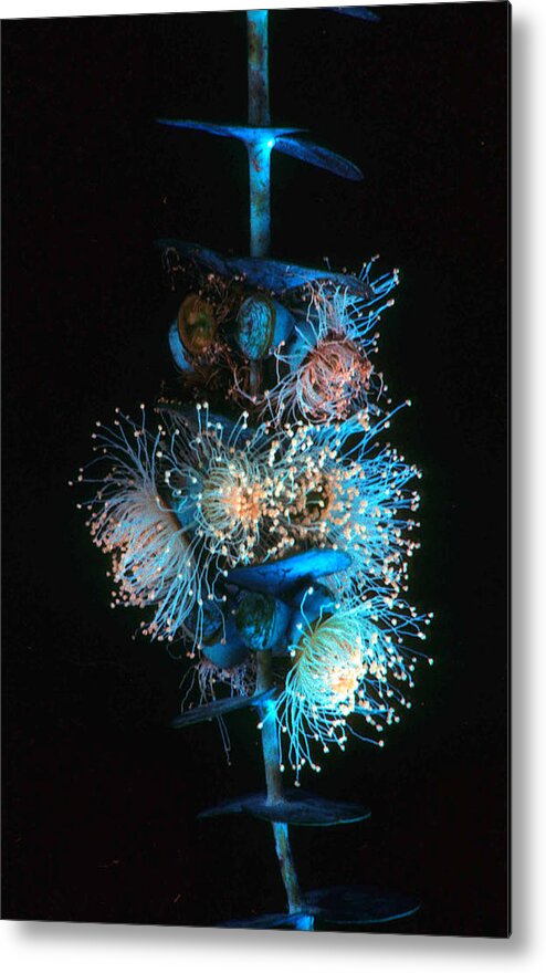 Flowering Eucalyptus Metal Print featuring the photograph Flowering Eucalyptus natural light by Laurie Paci