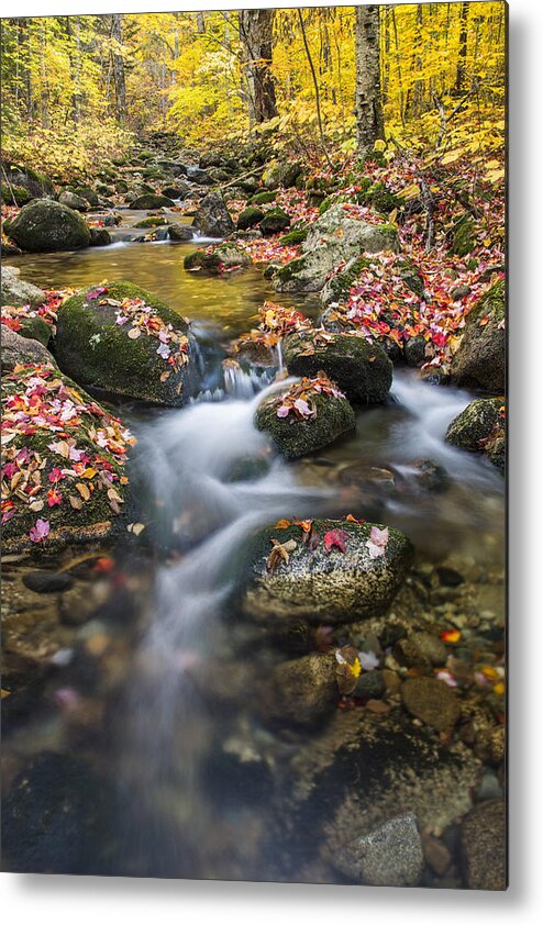 Foliage Metal Print featuring the photograph Foliage Brook by White Mountain Images