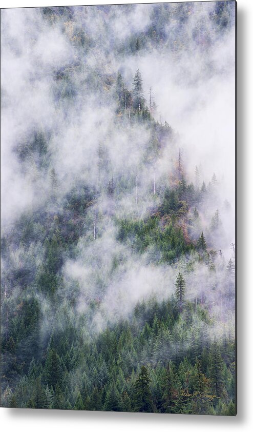 Trees Metal Print featuring the photograph Forest in the Fog by Dan McGeorge