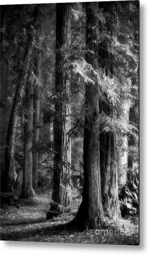 Redwood Metal Print featuring the photograph Forest Monochrome by Mark Alder